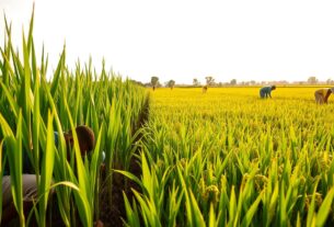 Perum Bulog Serap 500 Ribu Ton Gabah dari Petani